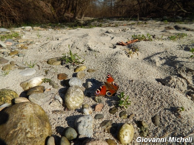 Qualche immagine di Primavera....